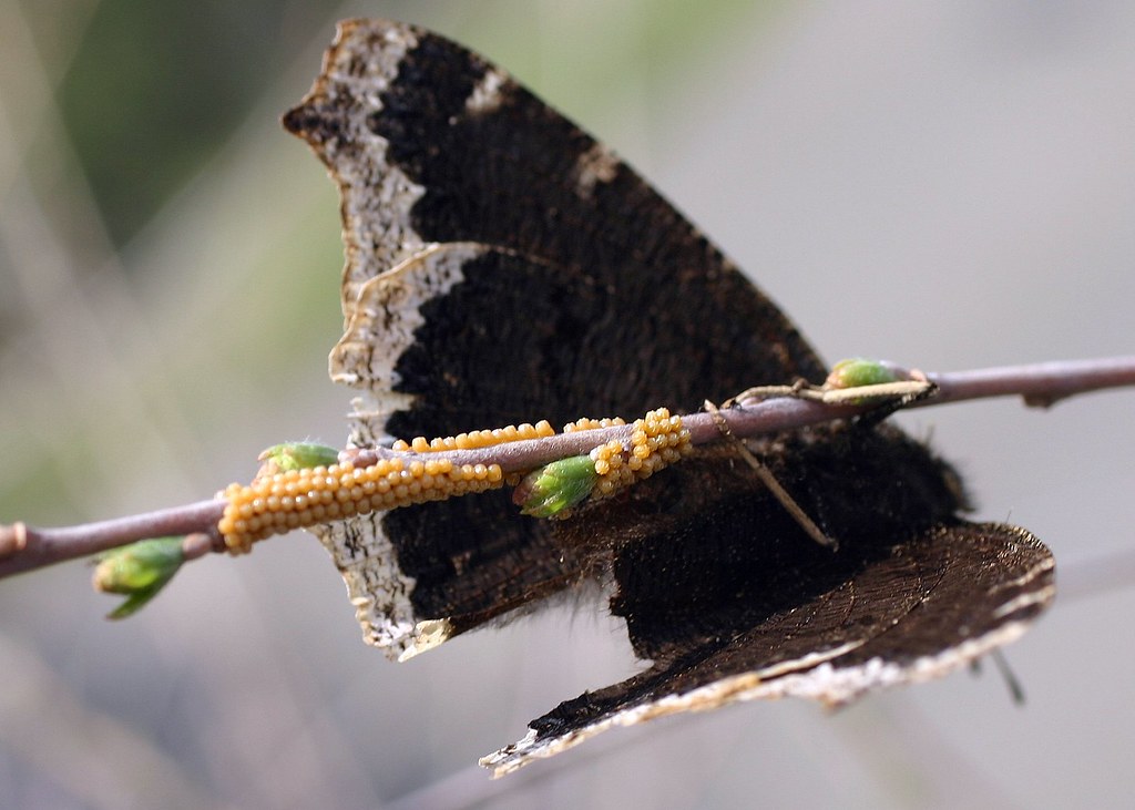 Nymphalis antiopa Mourning Cloak laying eggs on Salix sp. Flickr