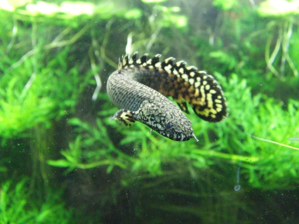 Ornate Bichir or Polypterus Ornatipinnis SeaFish