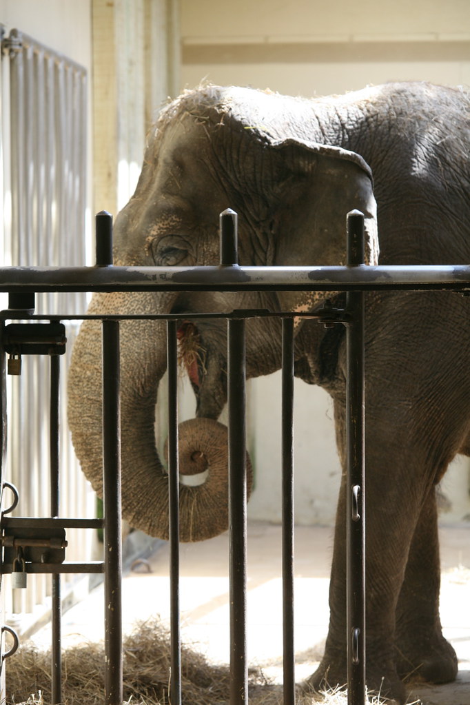 Asian Elephants (Elephas maximus) Asian elephants grow up … Flickr