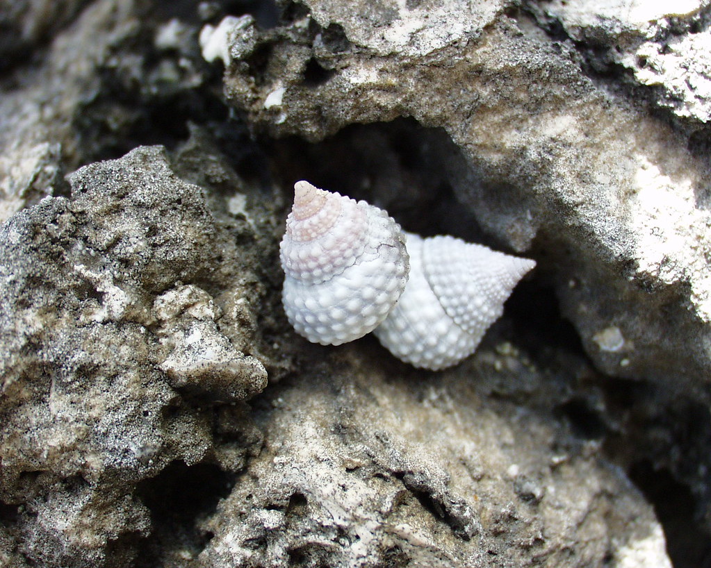 periwinkle pair periwinkle snails on high reef Caleb Slemmons Flickr