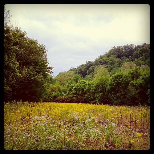 Kentucky field near Colesburg, KY mrjackintosh Flickr