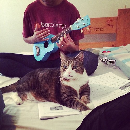 Musicians and Cats... thingsnajilayson naji cat ukulel… Flickr