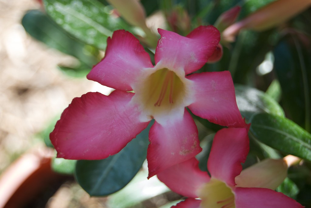Desert Rose Desert Rose is a beautiful droughtresistent f… Flickr