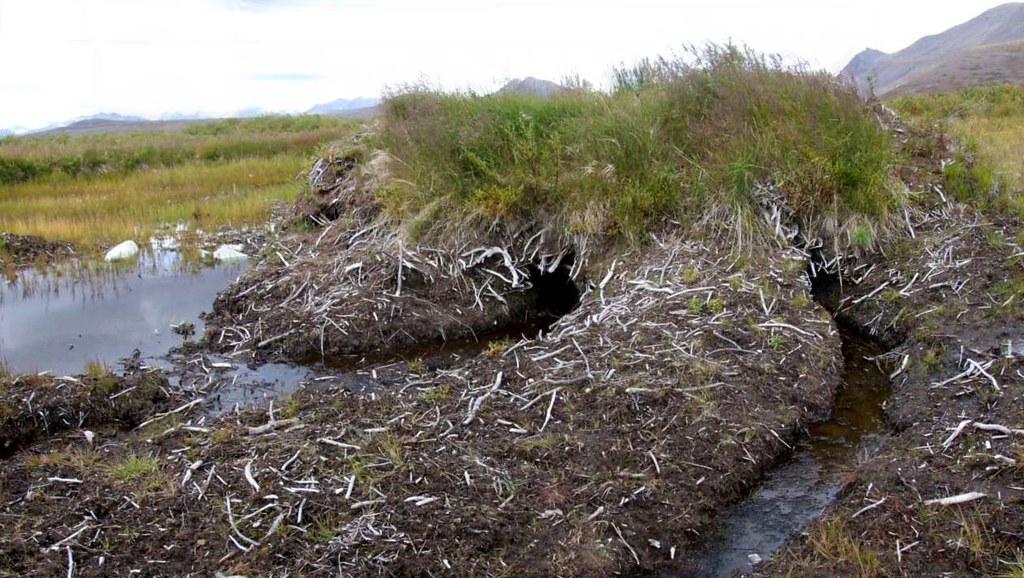 Beaver Lodge This is the northeast face of the beaver lodg… Flickr