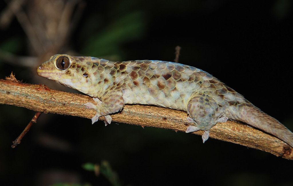Fishscaled gecko (Geckolepis megalepis), Ankarana Special… Flickr