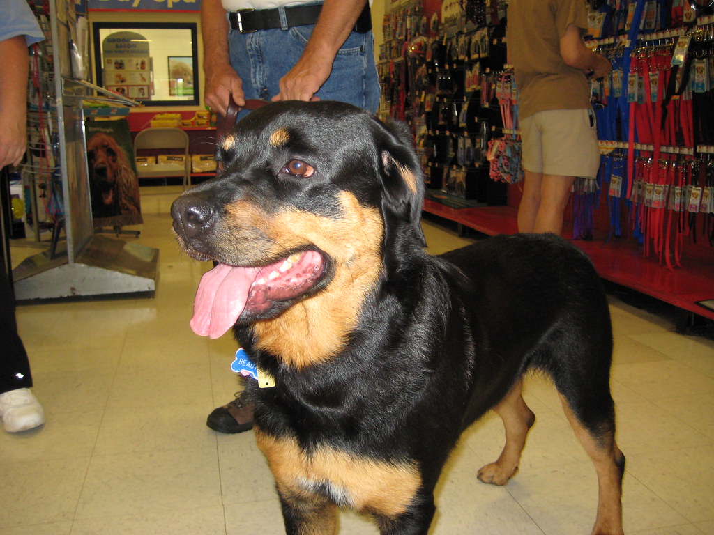 Beauty Beauty at the Petco adoption event held yesterday EVilMom1
