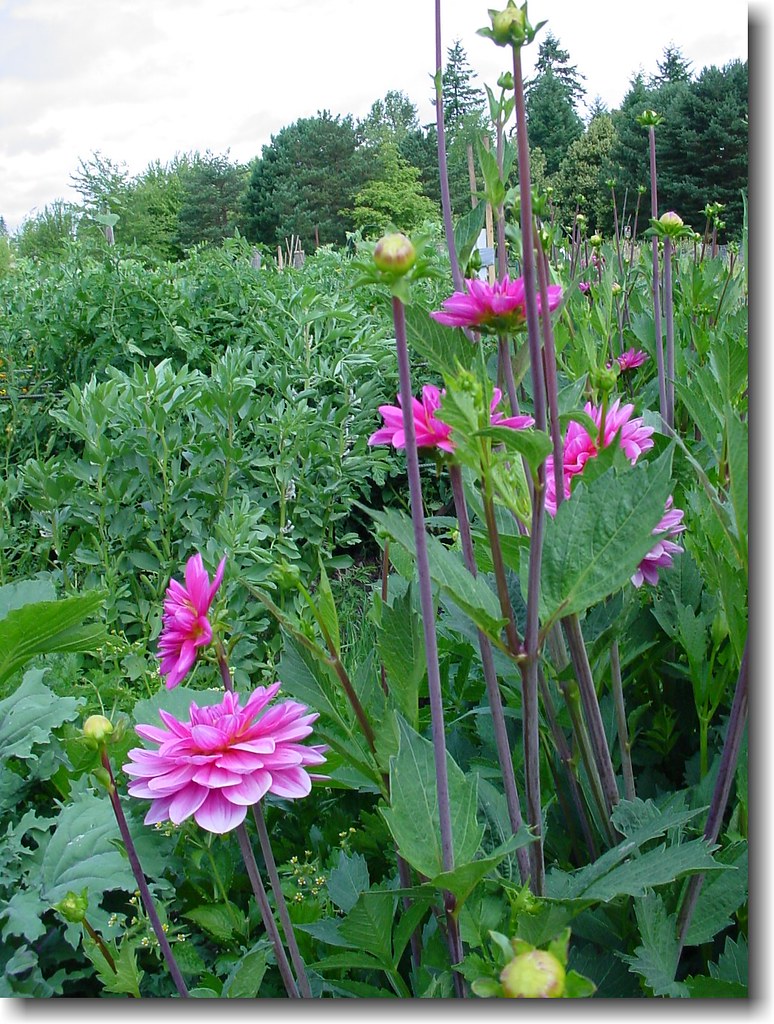 Garden Wesley & Bonita Dannells Flickr