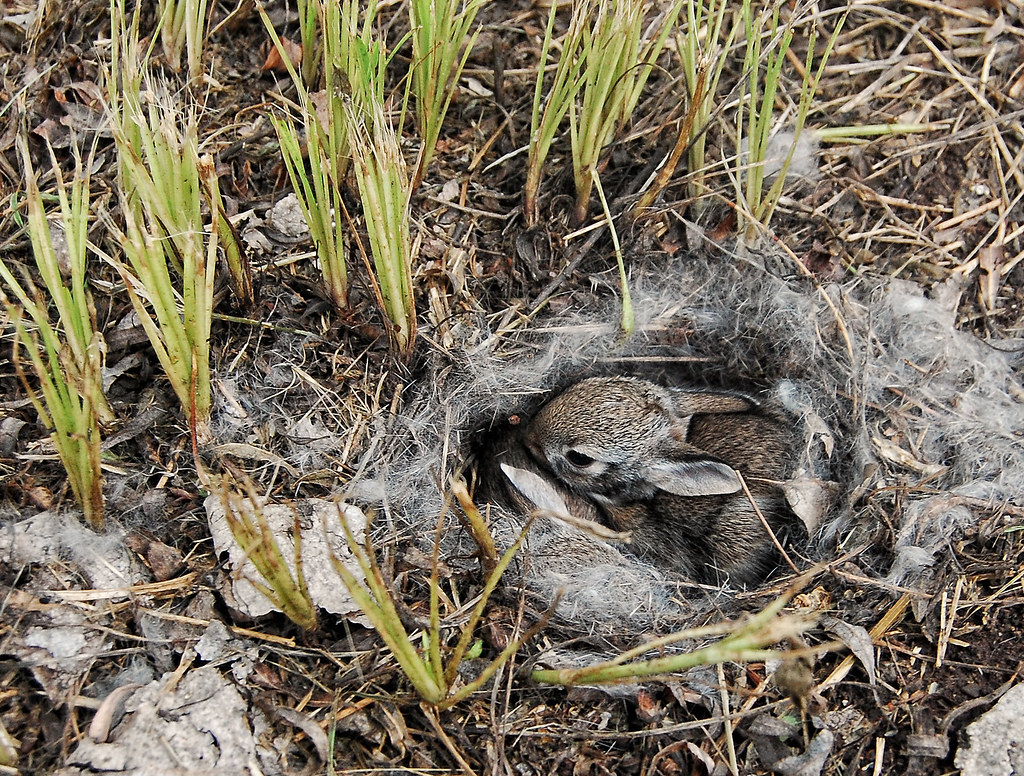 Desert Cottontail Rabbit Nest These little guys had a very… Flickr