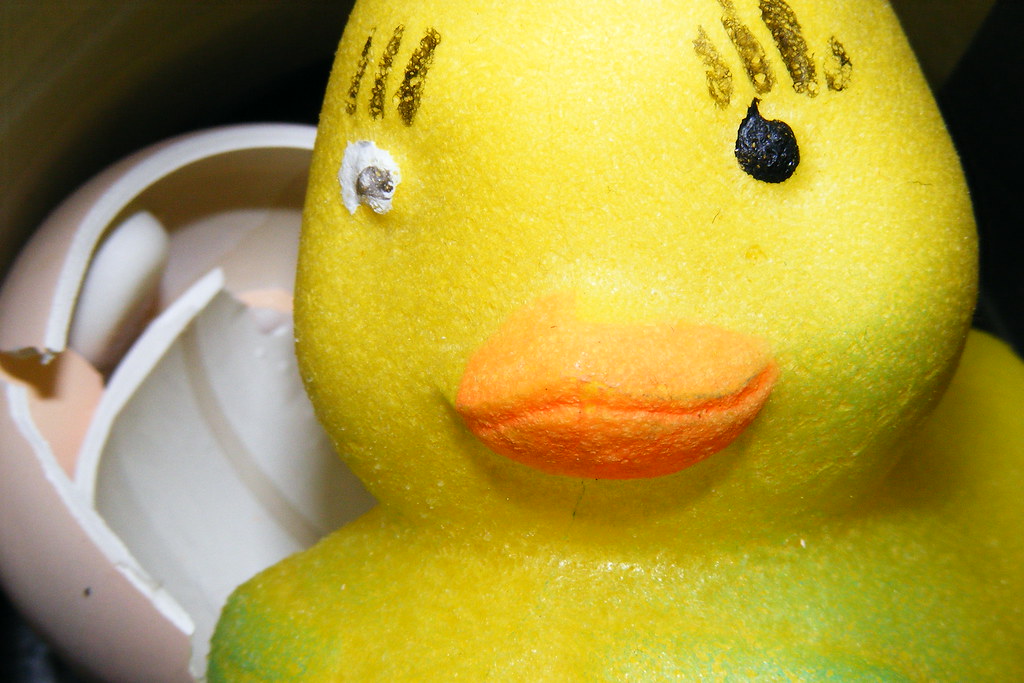 Duck egg growing pet stuck in a jar Duck egg growing pet s… Flickr