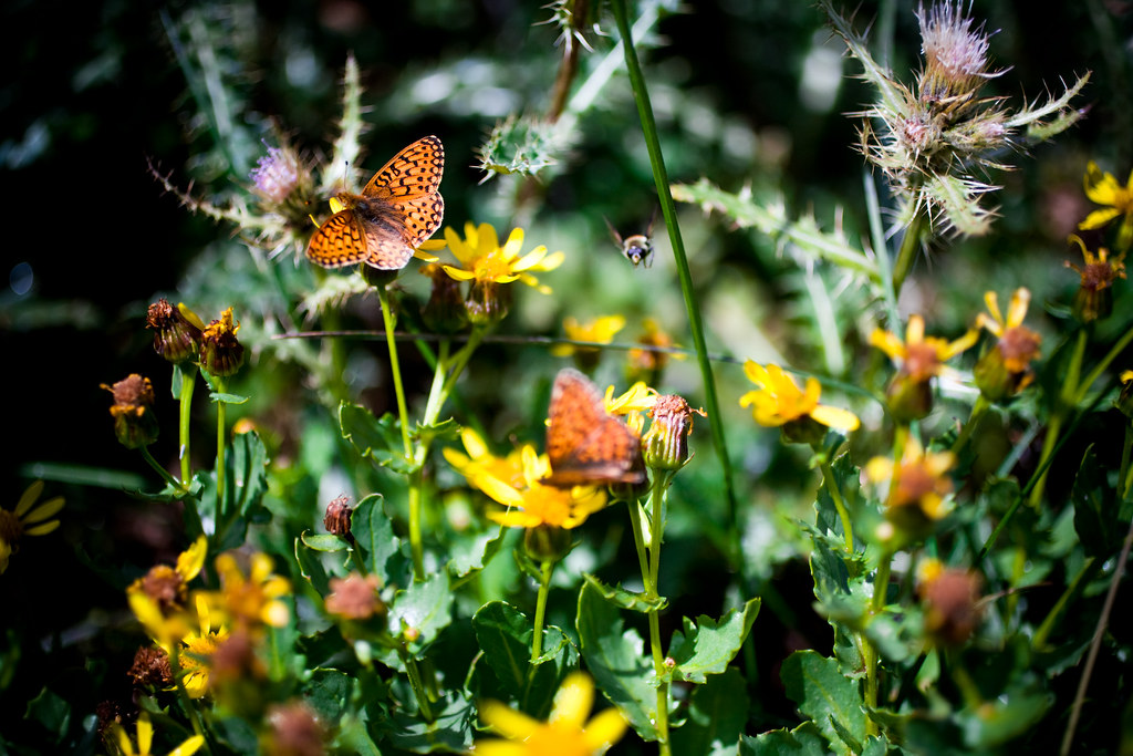 Wildflowers Breckenridge, CO Marie Griffin Flickr