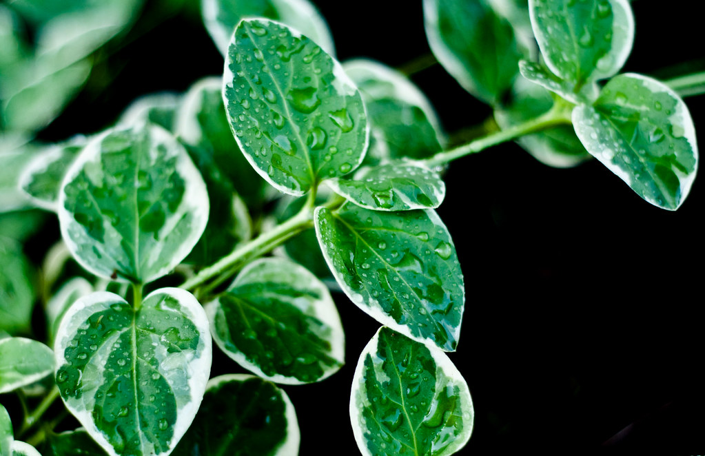 DSC_0308 From the flower bed, planted this year. Groundco… Flickr
