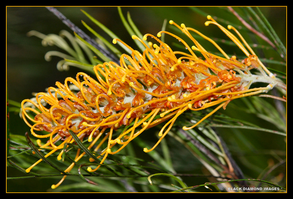 Grevillea cv.'Honey Gem' Grevillea pteridifolia X Grevil… Flickr