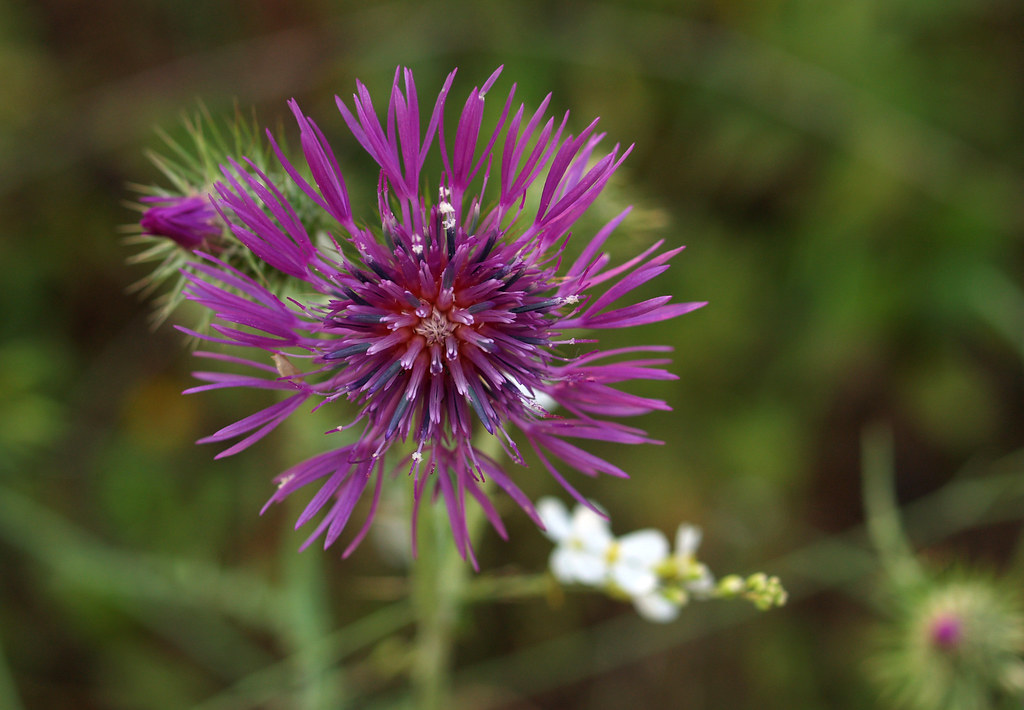 Spanish Flora 5 Phil Flickr