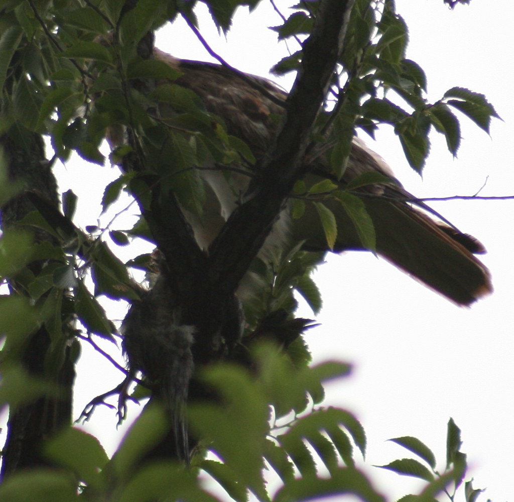 Jay's Breakfast Adventure 7/13/08 830am Jay of the KJRH H… Flickr