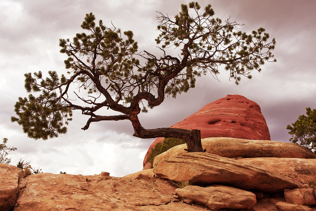 A lone pine Bristlecone pine are iconic trees in the South… Flickr