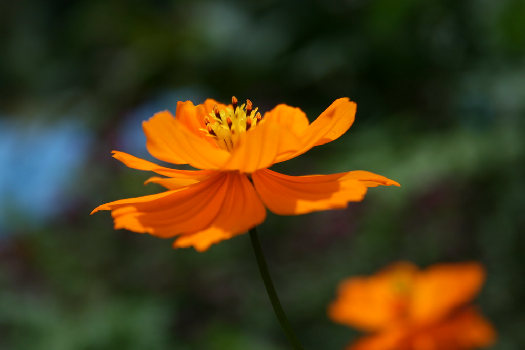 Jamanthi Flower This bright flower is very common in peni… Flickr