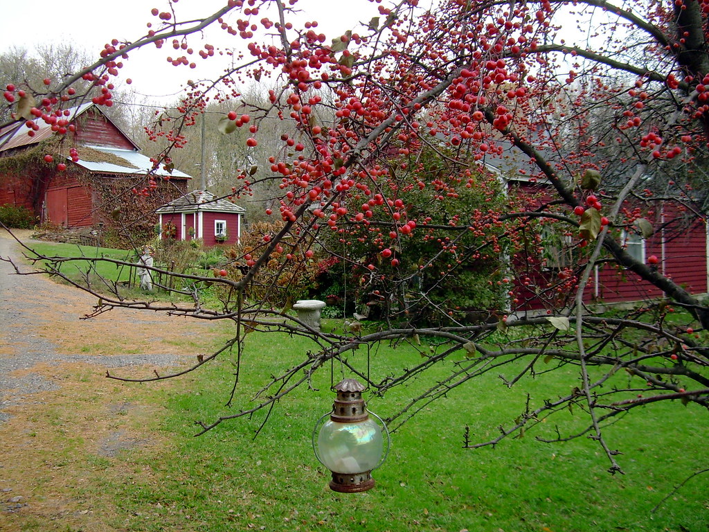 camrosehill farm Camrose Hill Flowers Flickr