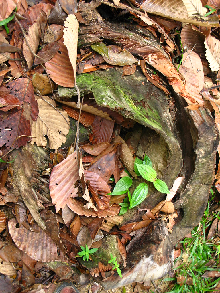 Sarsi Tree The wood smell like Sarsi! 呆鸟 Dai Jiao Flickr