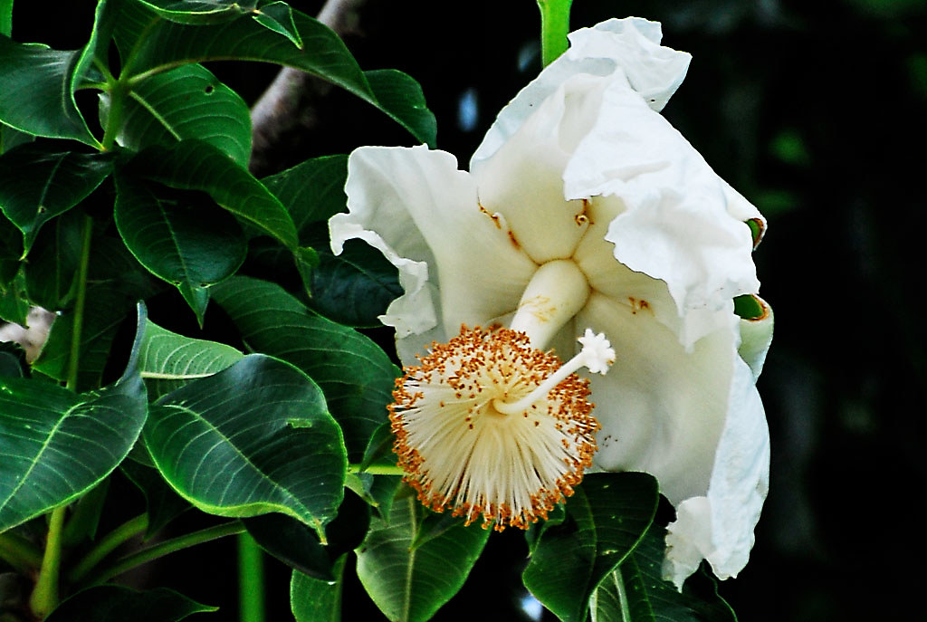 Fleur de Baobab a photo on Flickriver