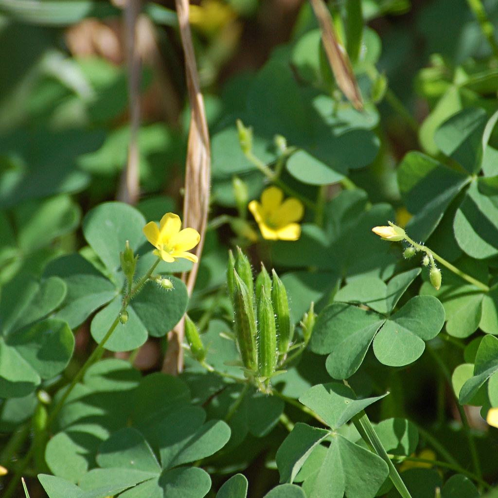Michigan Wildflower Wood Sorrel Wood Sorrel (Oxalis st… Flickr