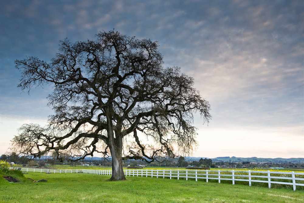 Oak and Fence Sonoma County. Petaluma Hill Road just south… Flickr
