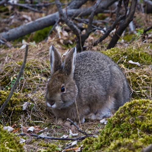 Young Snowshoe Hare Starting to change color. Winter's com… Lance