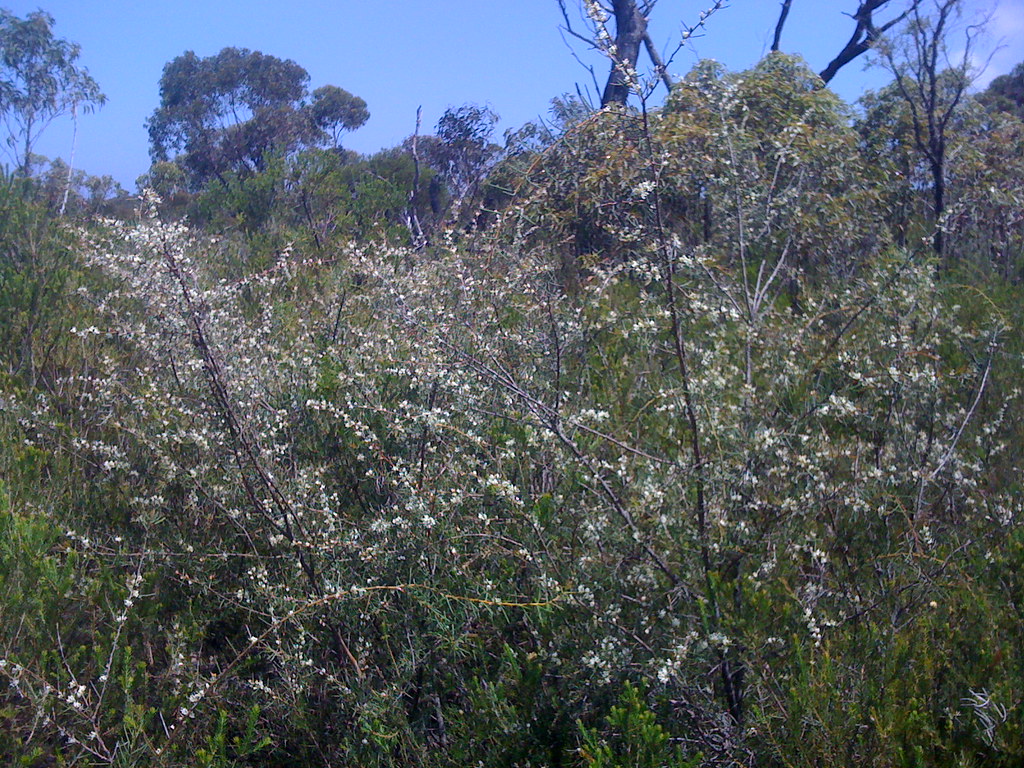 Dagger Hakea Dagger Hakea (Hakea teretifolia) in flower. D… Flickr