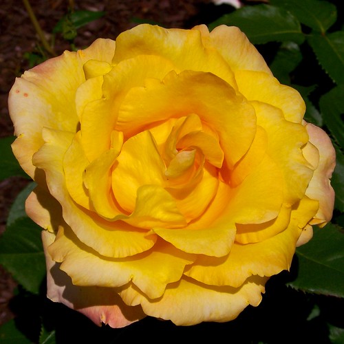Yellow Rose yellow rose Rojer Flickr