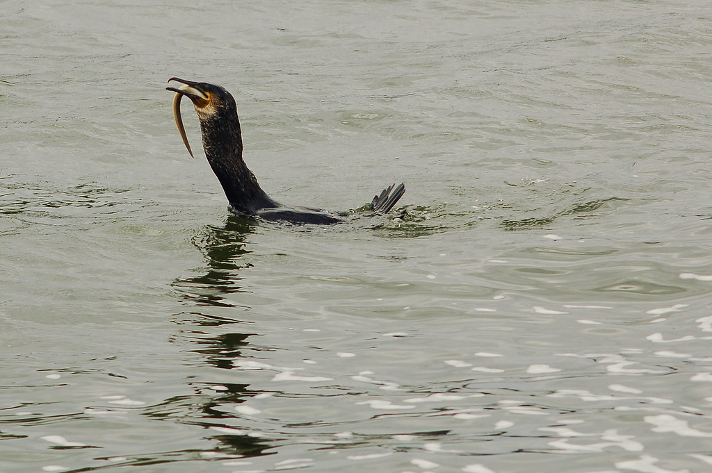 Cormorant eating an Eel, Cardiff Bay Cormorant eating an E… Flickr