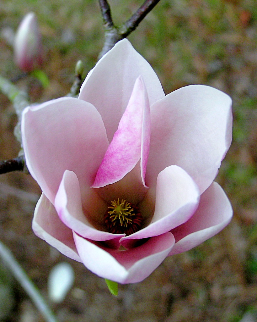 Saucer Magnolia L. Sloan Flickr