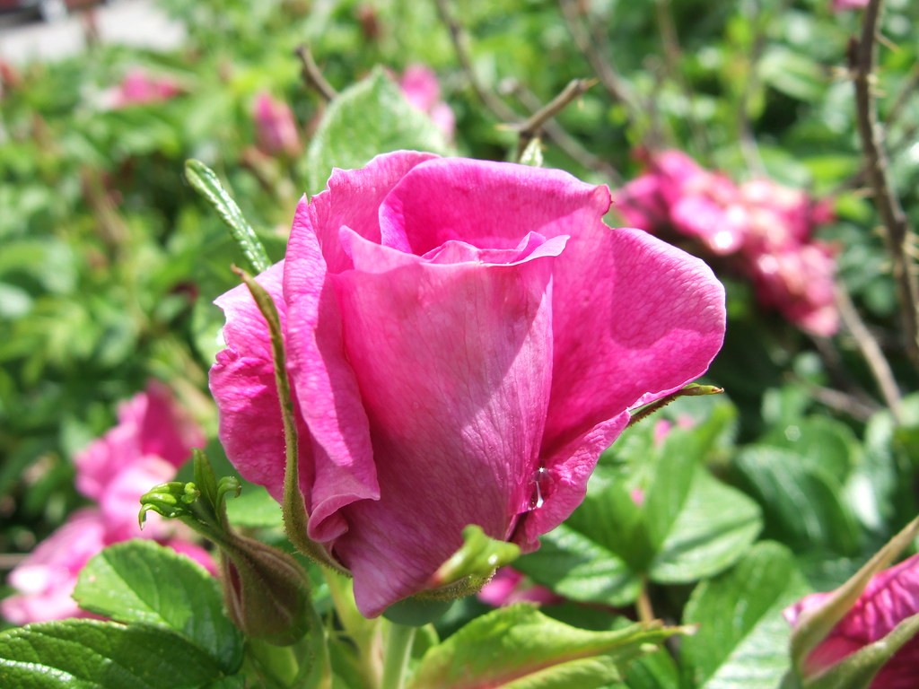 Rosebud Took this while I was down in Kelowna, the flowers… Flickr