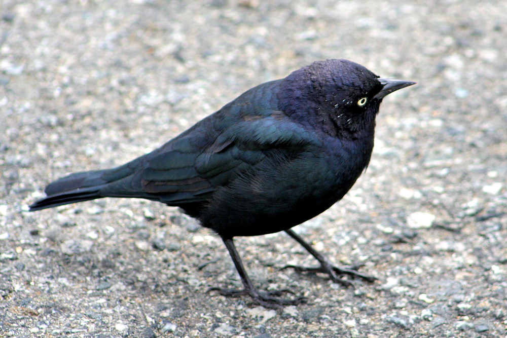 Blackbird Fly, Blackbird Fly Posing in the parking lot. Flickr