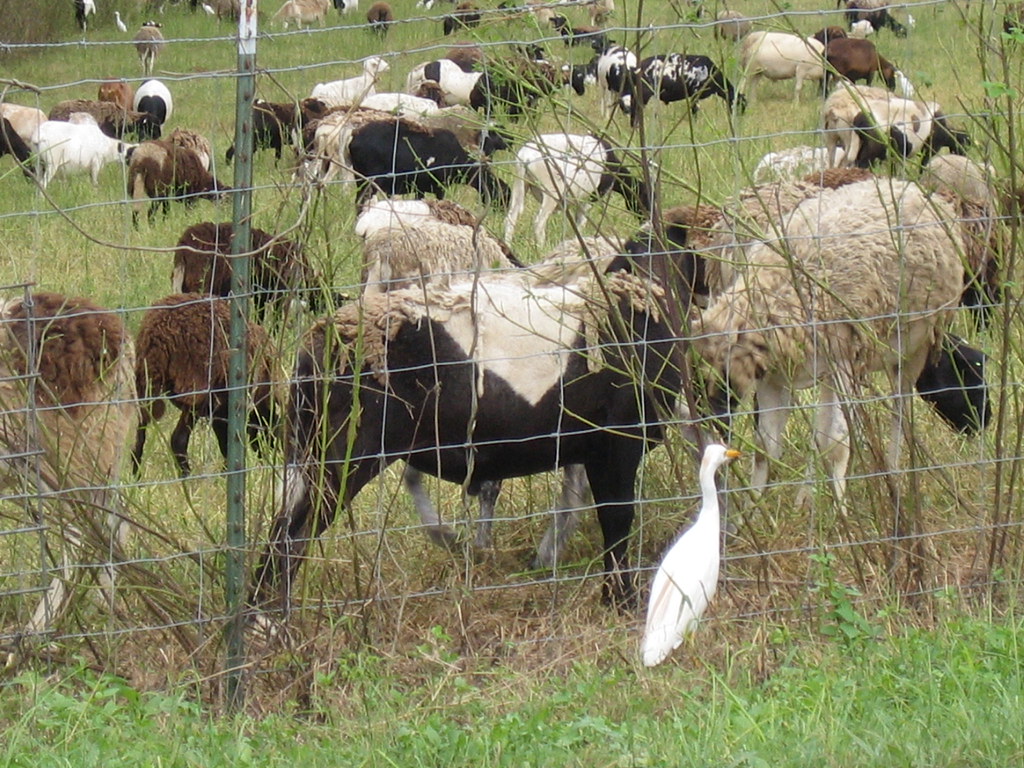 Kudzu Eating Goats at Tom Brown Park shawnson Flickr