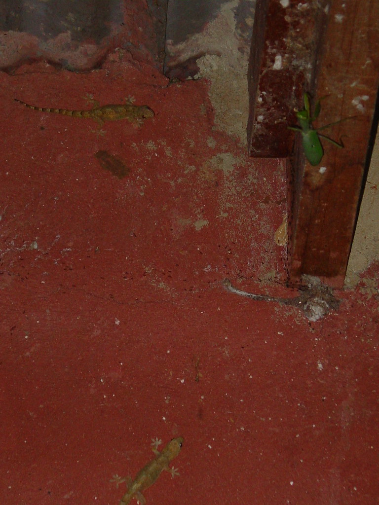 Waiting to Kill Geckos (I'm told) see by movement, so this… Flickr