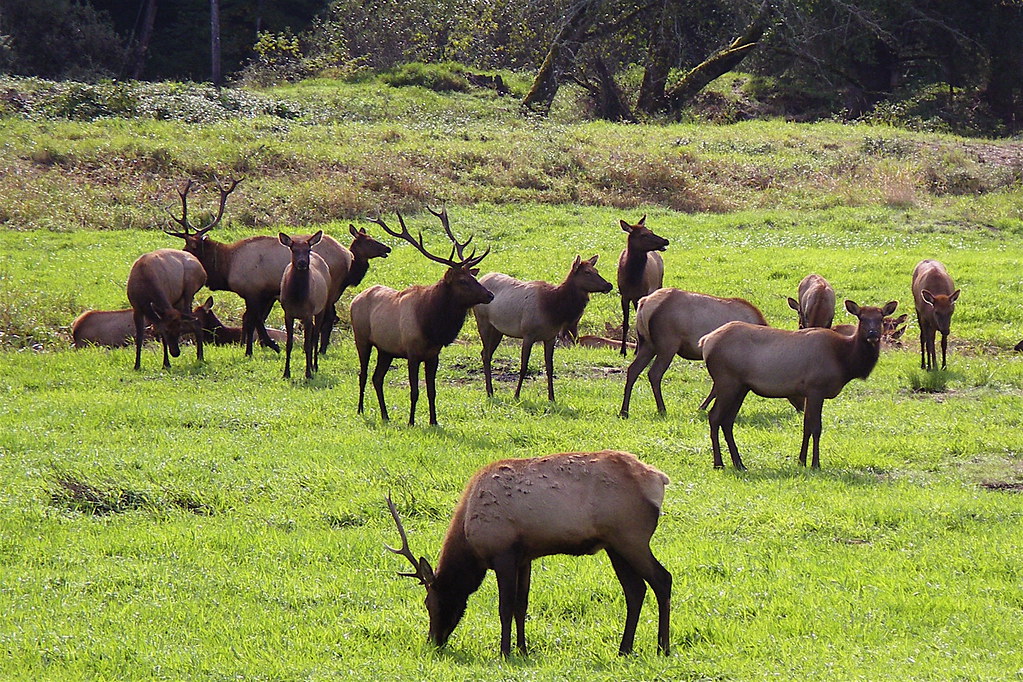 Roosevelt Elk Dean Creek Elk viewing area, Bandon Oregon. … Flickr