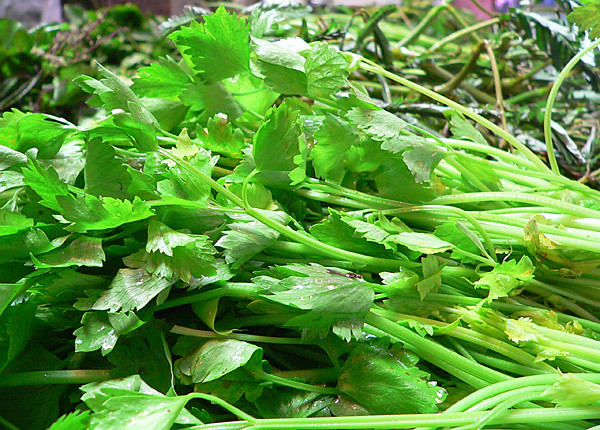 floraMSK235 Now, is this coriander or the baby celery that… Flickr