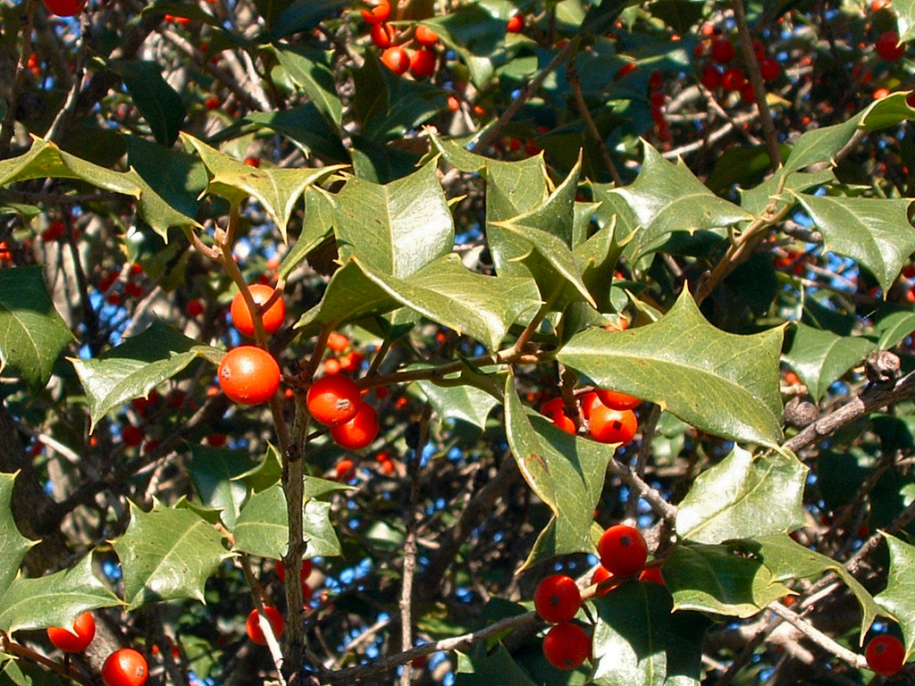 My Holly Tree My holly tree in front of my house is beauti… Flickr