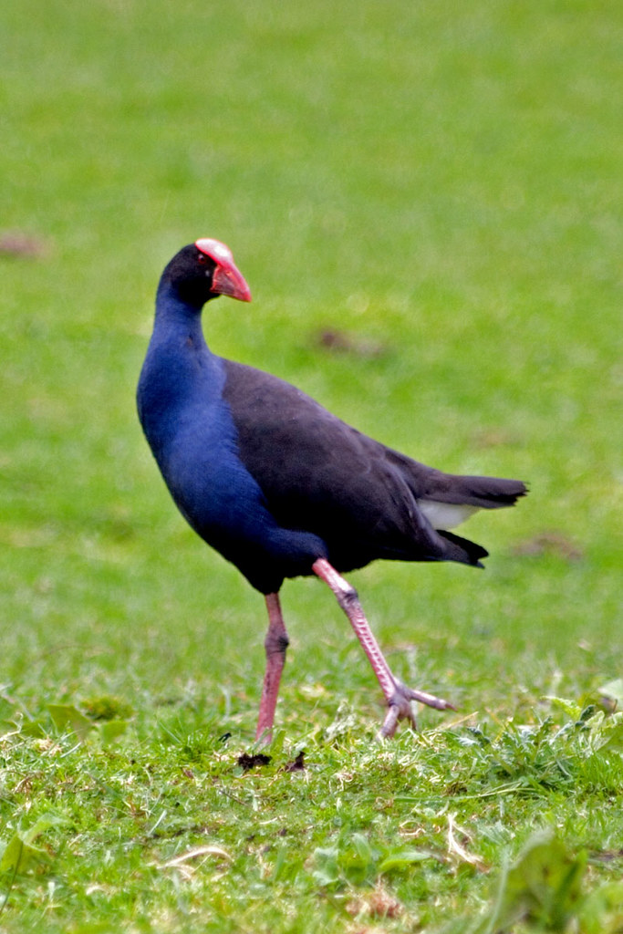 Pukeko Taken at Whanganui region, NZ Flickr