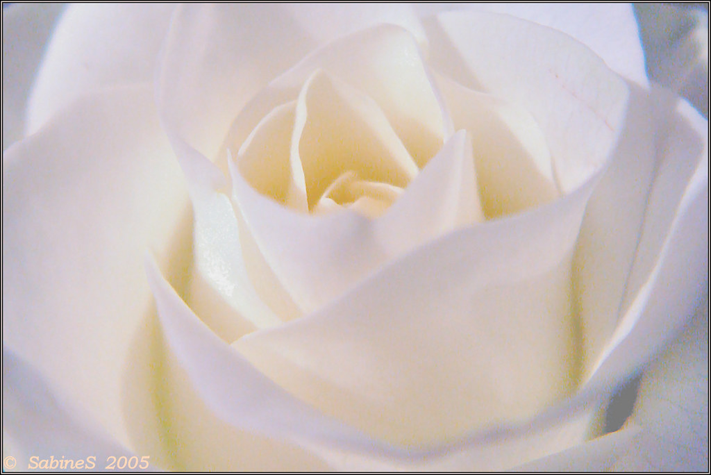 white rose Just remember in the winter far beneath the… Flickr