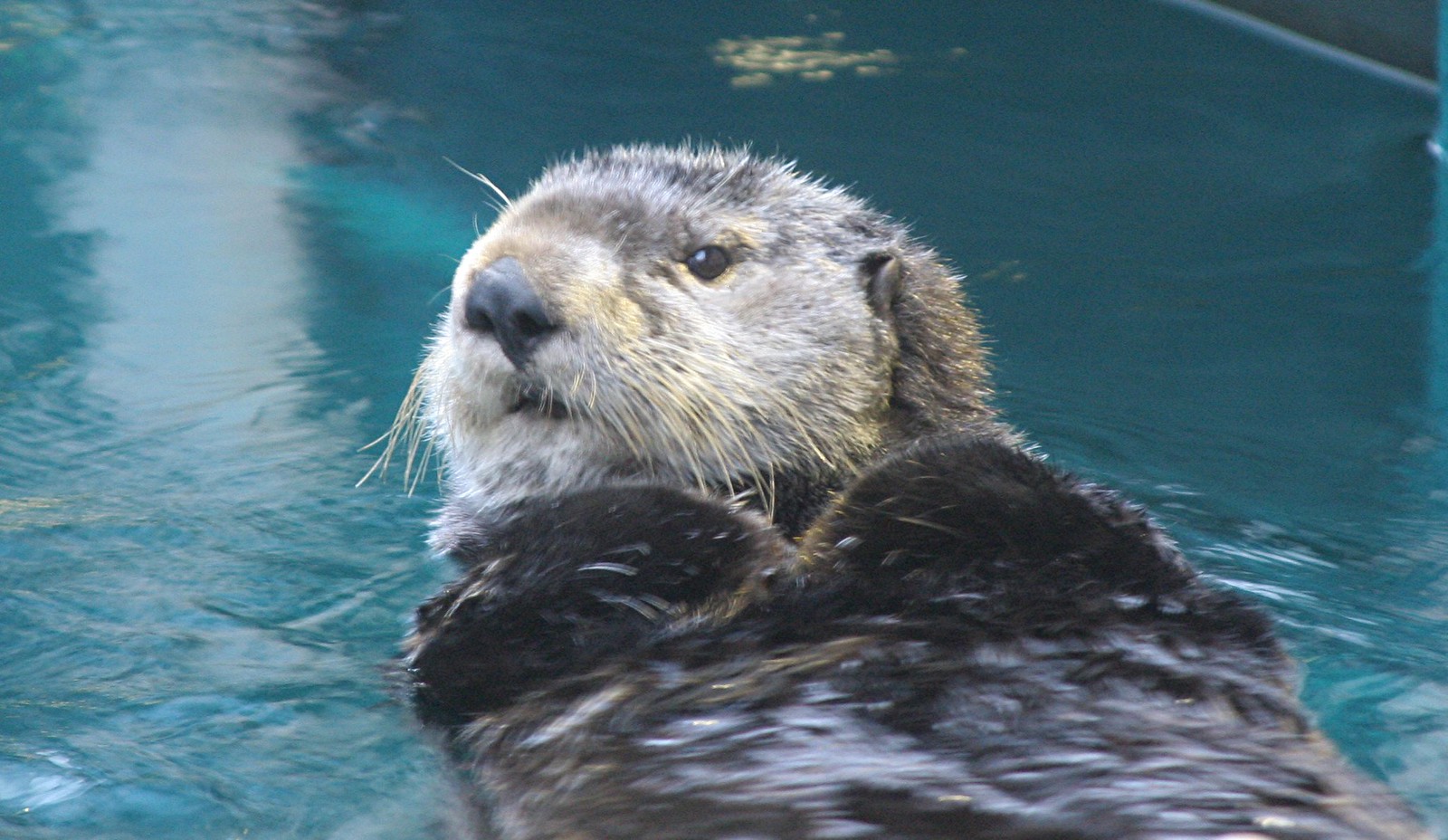 Seattle aquarium and zoo Flickr