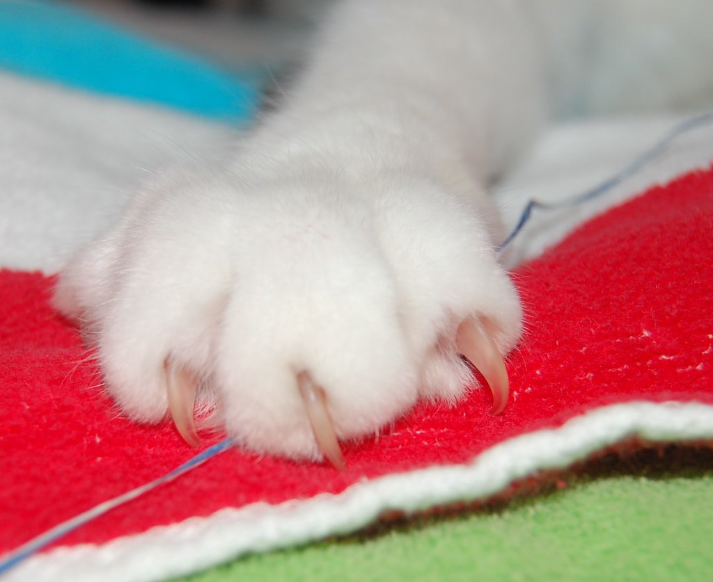 Paw & Dental Floss My cat Buster flossing between his claw