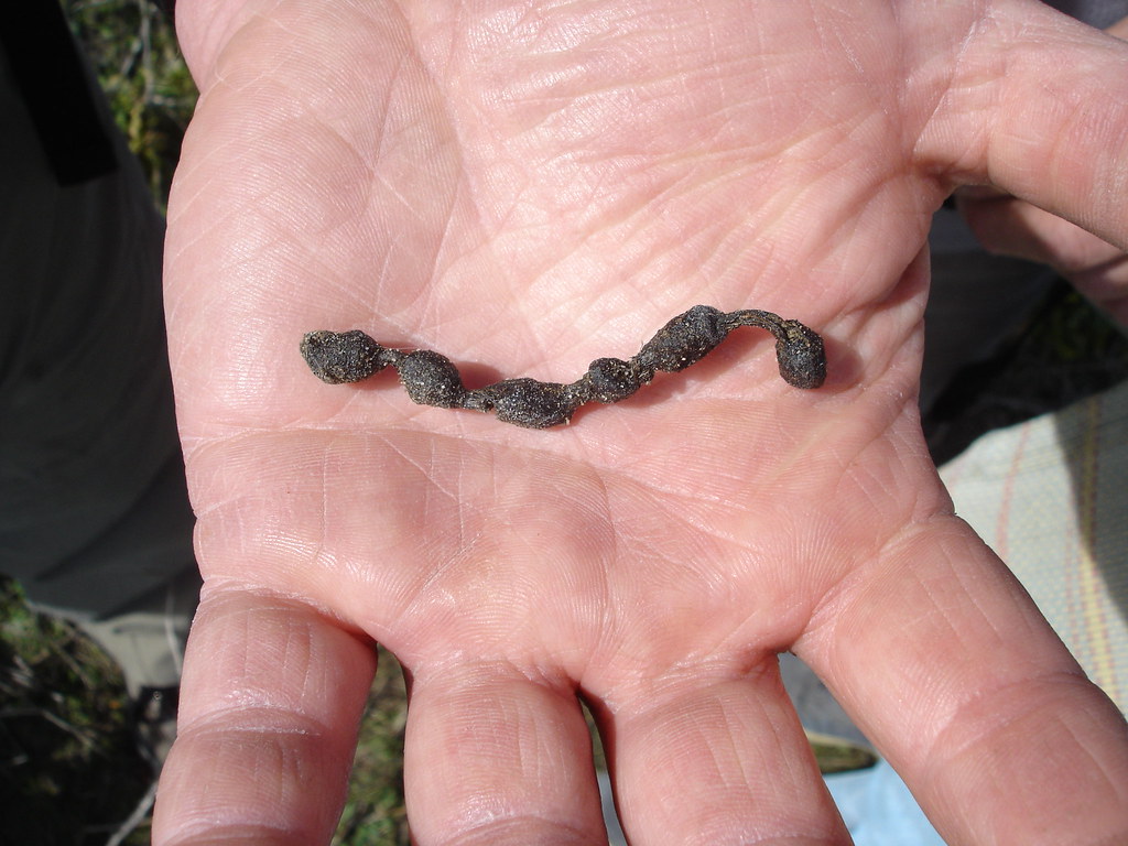 California Ground Squirrel Scat Just a Pilgrim Flickr