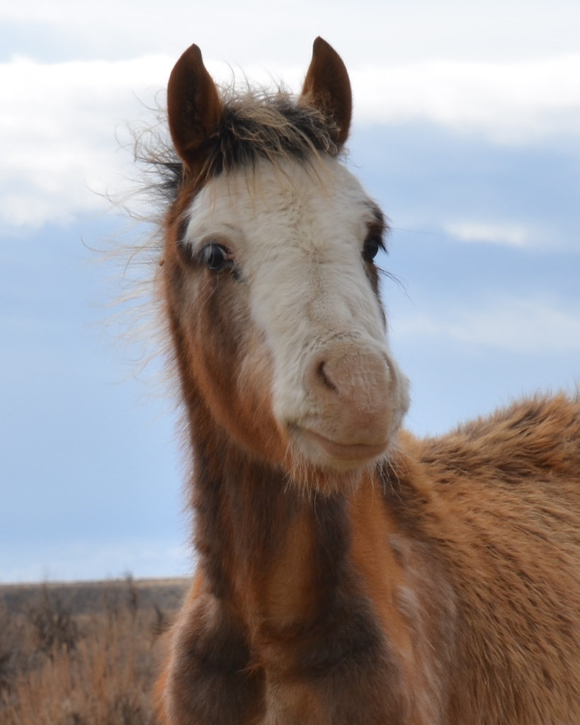 My Public Lands Roadtrip Wild Horses and Burros in Wyomin… Flickr
