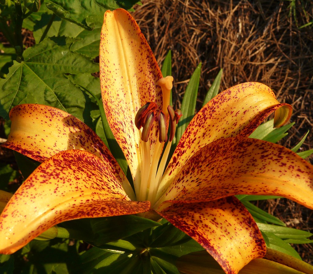 Asiatic Lily Dougeee Flickr