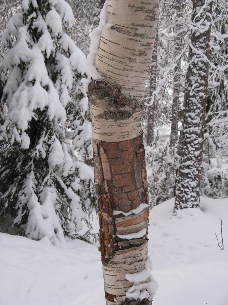 Silver Birch 2 Wonderful colourful bark of the silver birc… Flickr