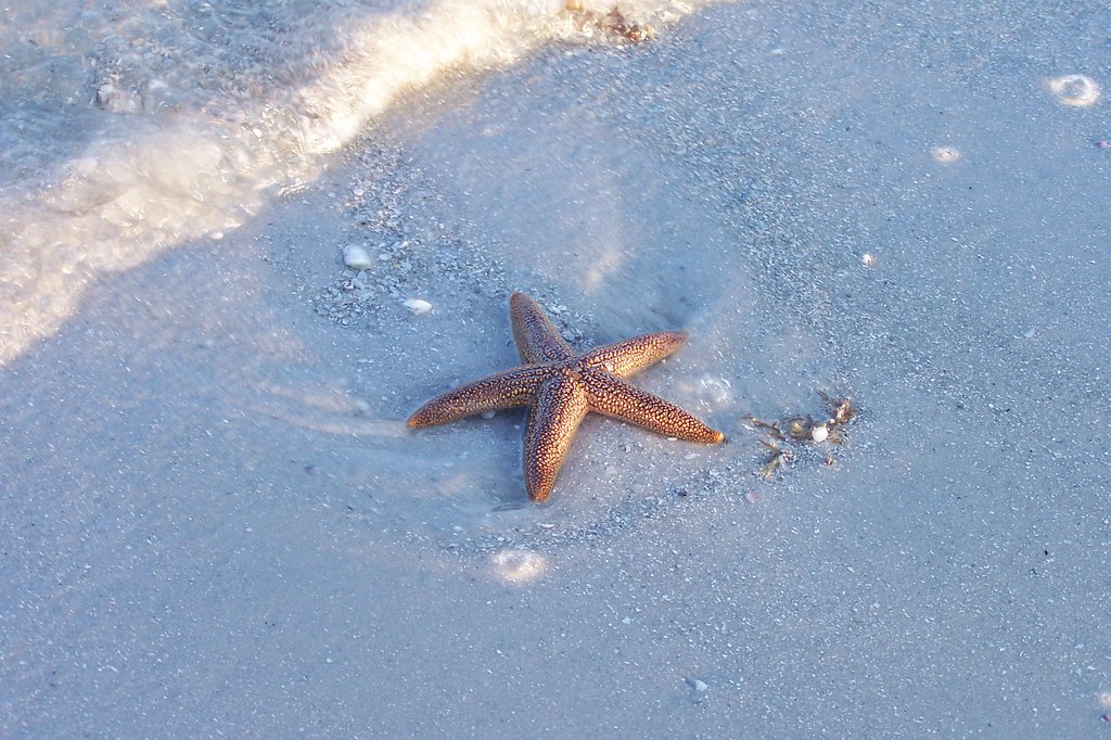 Florida Brown Starfish? Is this a Florida Brown Starfish? … Flickr