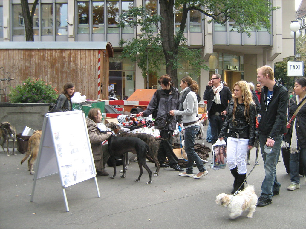 Dogs in Bahnhofstrasse, Zürich These greyhounds are probab… Flickr