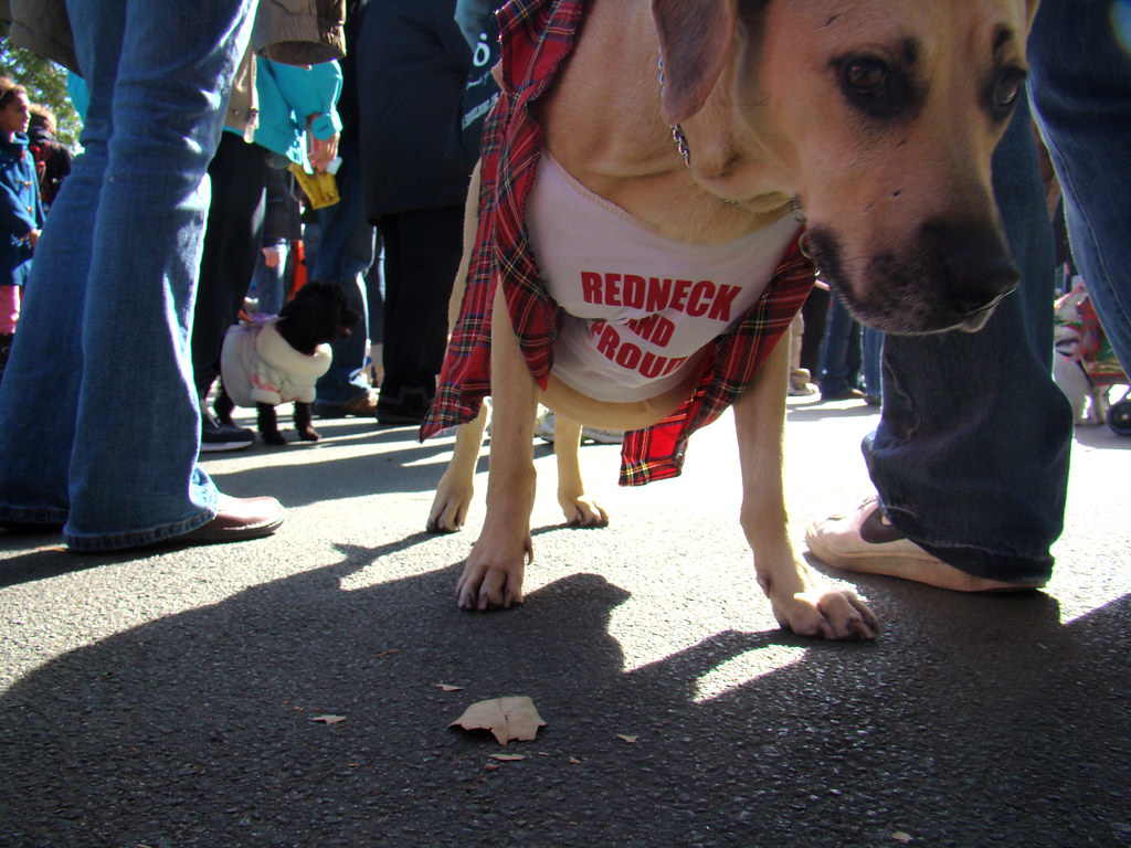 redneck dog Picture taken at the 2008 Haloween Howl Dog Co… Flickr