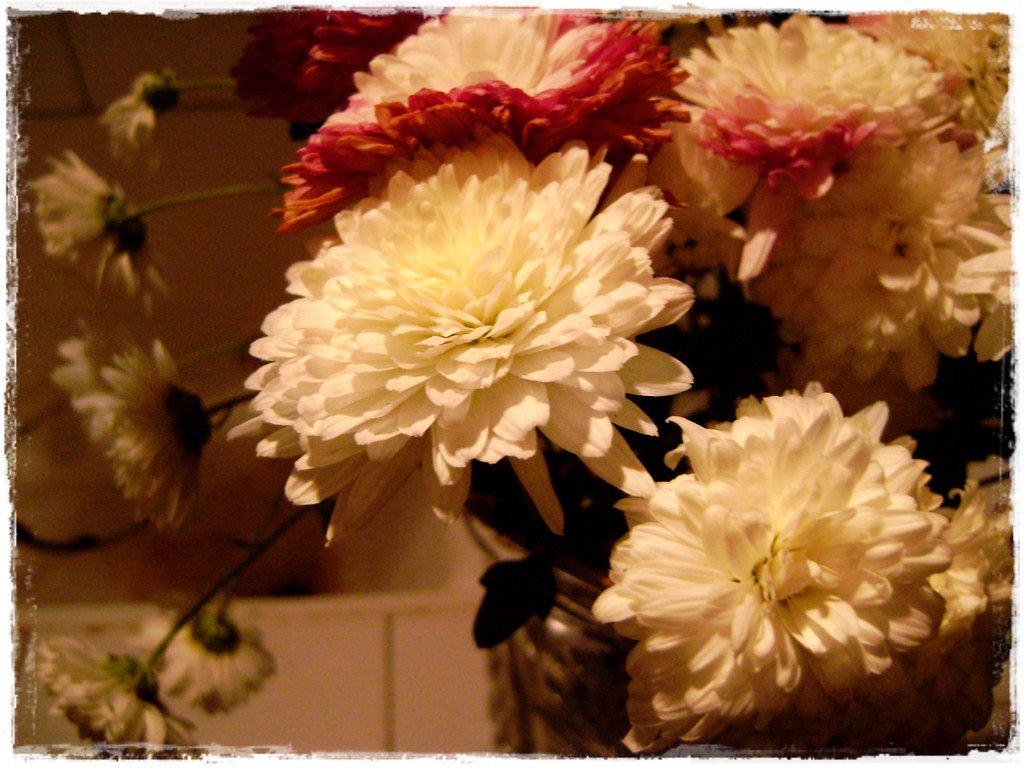 Flowers Just flowers ( Reni Flickr