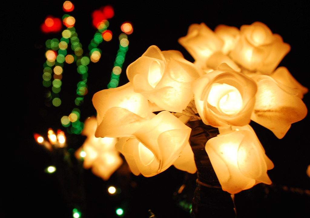 Winter rose The Garden of Lights Seasons of Light, Brook… Flickr